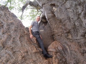 Big Tree, Limpopo (1)