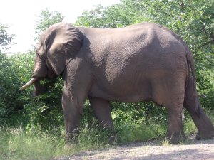 Kruger elephant (6)